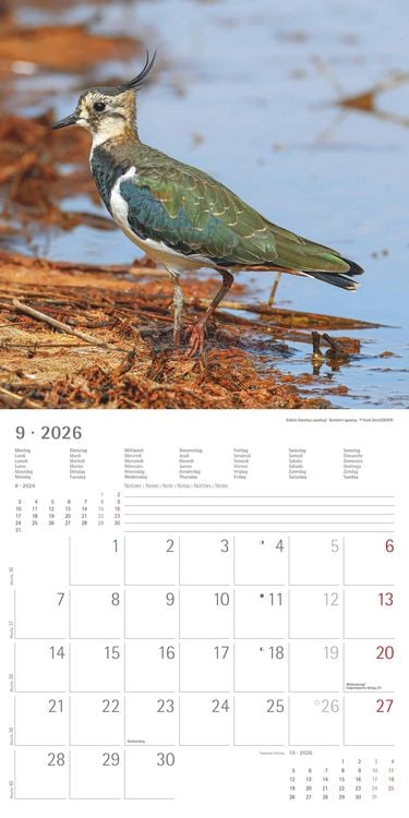Produktbild: Einheimische Vögel 2026 - Broschürenkalender 30x30 cm (30x60 geöffnet) - Kalender mit Platz für Notizen - Birds - Bildkalender - Wandkalender - Vogelk