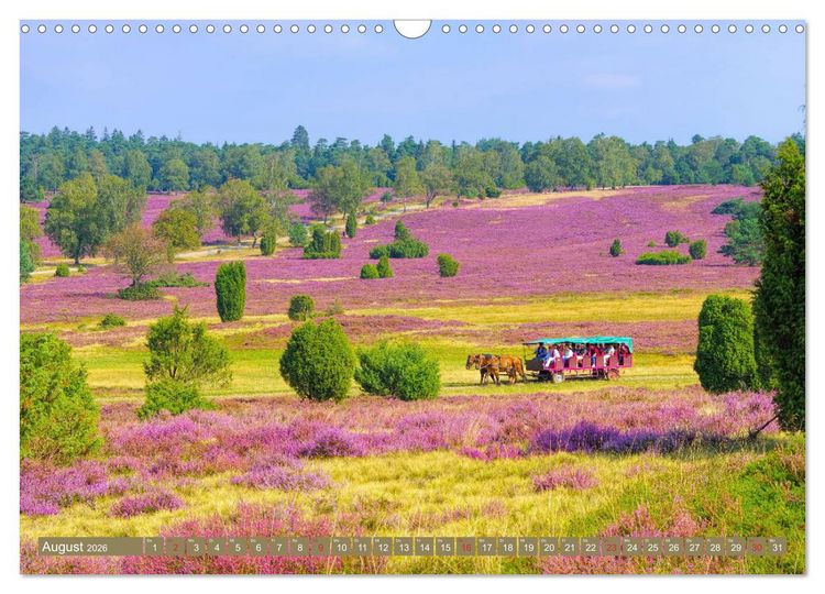 Produktbild: L&uuml;neburger Heide - Wanderung rund um Wilsede und Totengrund (Wandkalender 2026 DIN A3 quer), CALVENDO Monatskalender
