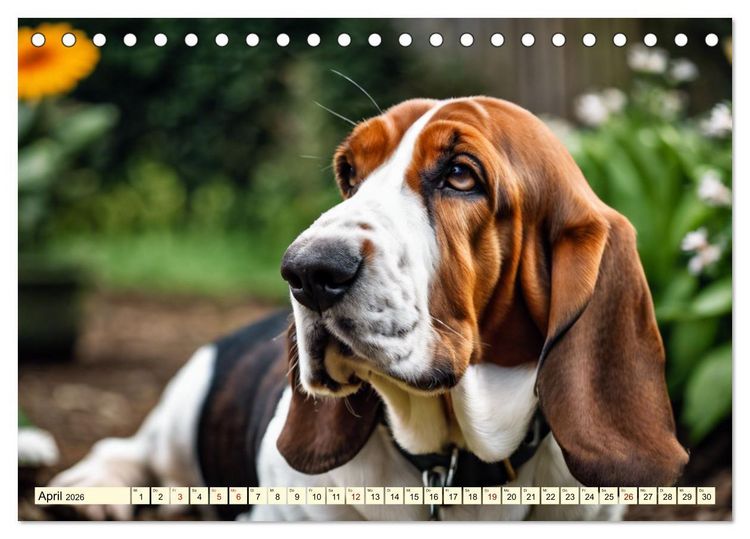 Produktbild: Basset Hound - unverkennbar (Tischkalender 2026 DIN A5 quer), CALVENDO Monatskalender