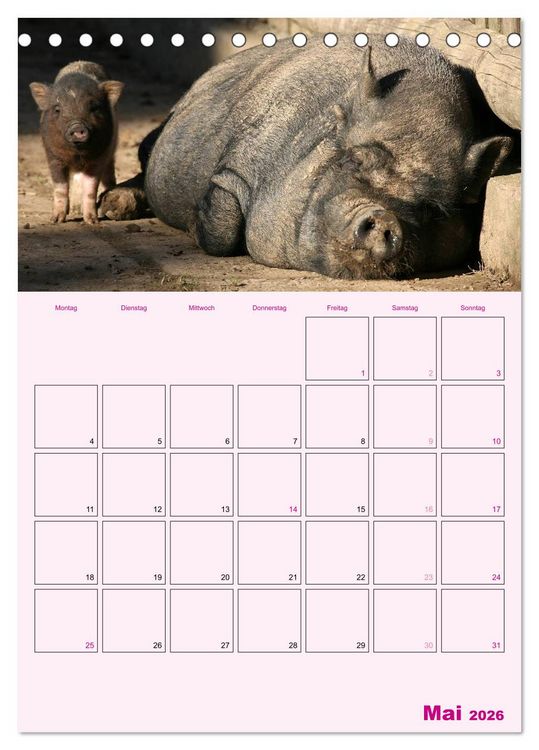 Produktbild: Schweinischer Terminplaner (Tischkalender 2026 DIN A5 hoch), CALVENDO Monatskalender