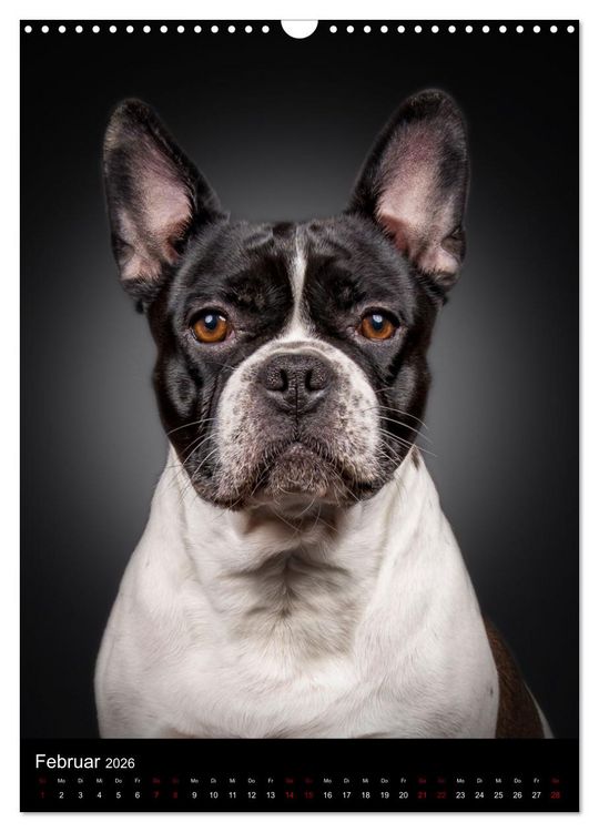 Produktbild: Bullyzauber - Franz&ouml;sische Bulldoggen (Wandkalender 2026 DIN A3 hoch), CALVENDO Monatskalender