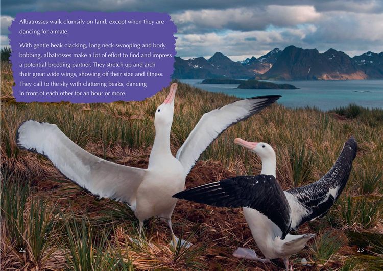 Produktbild: Collins Big Cat - The Story of Albatross