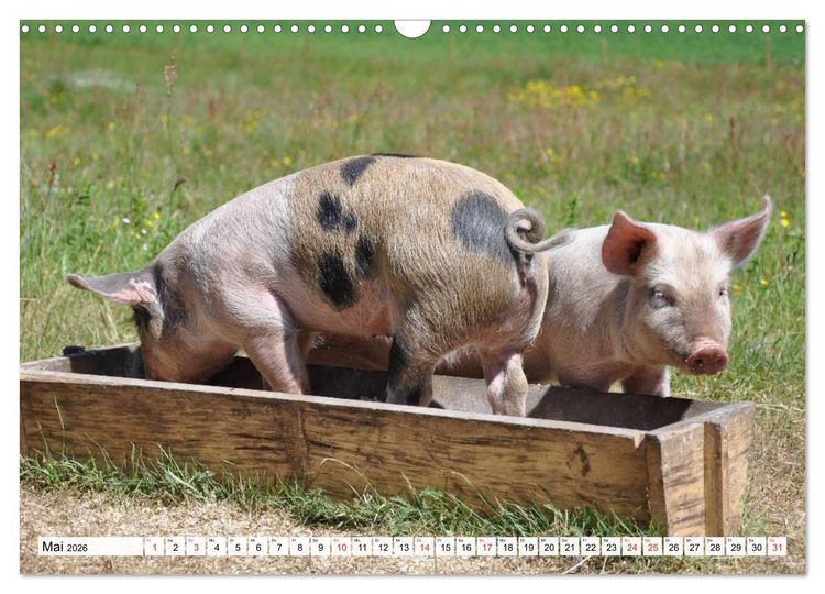 Produktbild: Von S&auml;uen die Schwein haben! (Wandkalender 2026 DIN A3 quer), CALVENDO Monatskalender