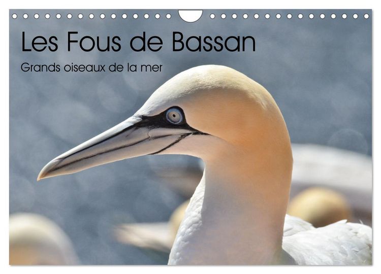 Produktbild: Fous de Bassan - Grands oiseaux marins (Calendrier mural 2026 DIN A4 vertical), CALVENDO calendrier mensuel