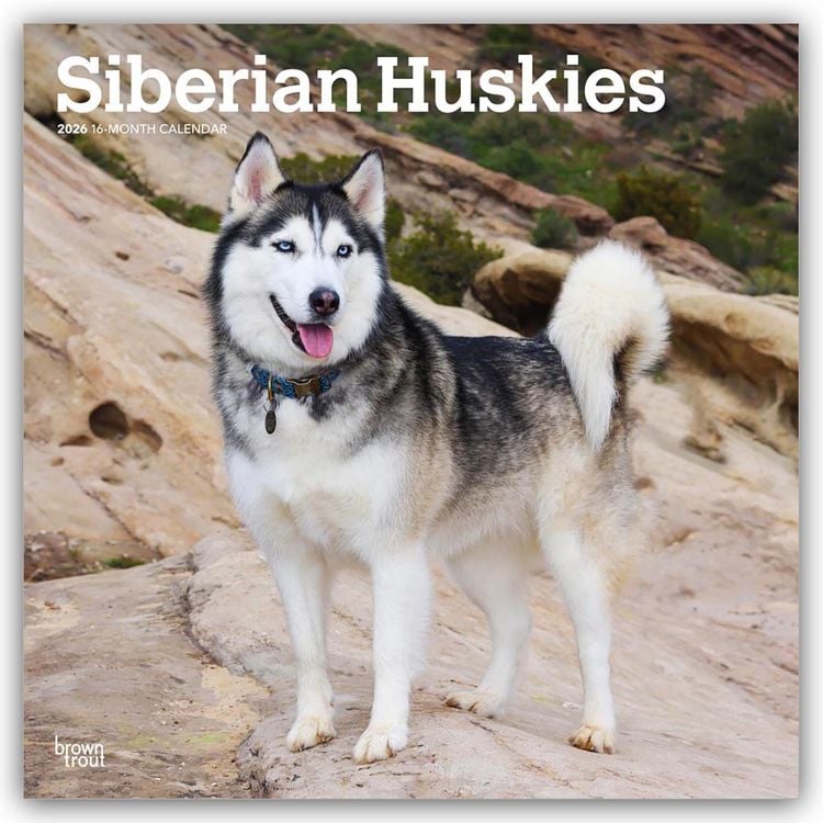 Produktbild: Siberian Huskies – Siberian Husky 2026 – 16-Monatskalender