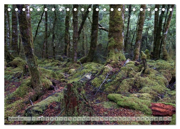 Produktbild: Prim&auml;rwald - Neuseeland (Tischkalender 2026 DIN A5 quer), CALVENDO Monatskalender