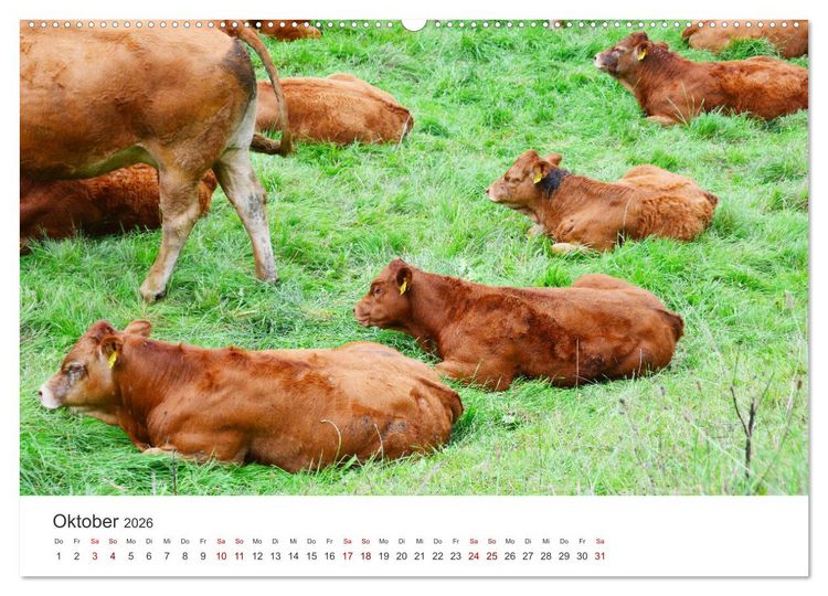 Produktbild: K&auml;lber - Kleine Herzensbrecher auf den Wiesen (Wandkalender 2026 DIN A2 quer), CALVENDO Monatskalender