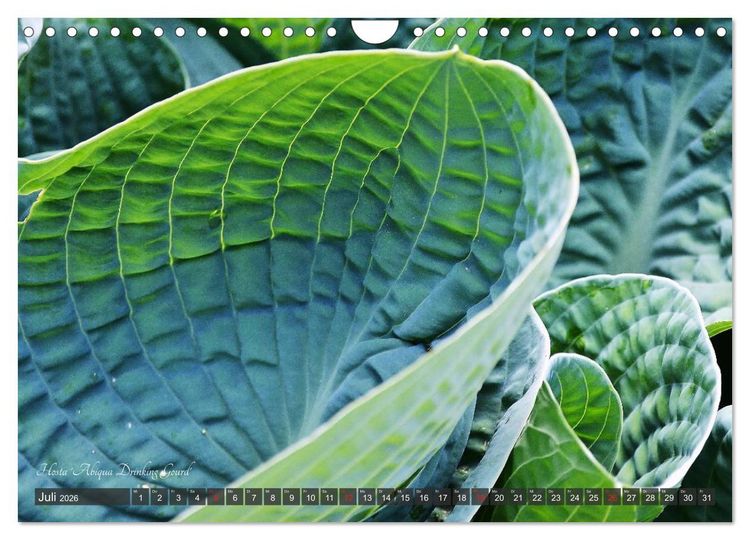 Produktbild: Hosta Staude mit Herz (Wandkalender 2026 DIN A4 quer), CALVENDO Monatskalender