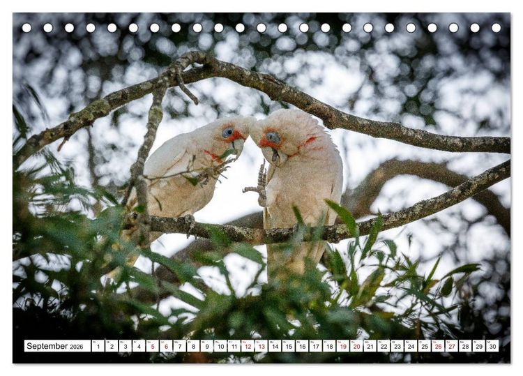Produktbild: Wildlife Australien (Tischkalender 2026 DIN A5 quer), CALVENDO Monatskalender