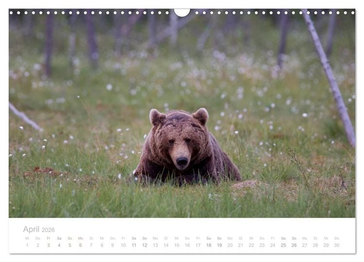 Produktbild: Braunb&auml;ren - pelzige Riesen in Finnlands W&auml;ldern (Wandkalender 2026 DIN A3 quer), CALVENDO Monatskalender