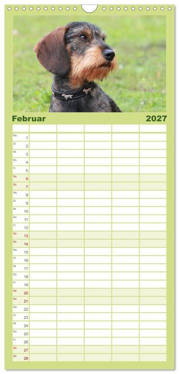 Produktbild: Familienplaner 2027 - Liebenswerte Rabauken - Rauhaardackel mit 5 Spalten (Wandkalender, 21 x 45 cm) CALVENDO