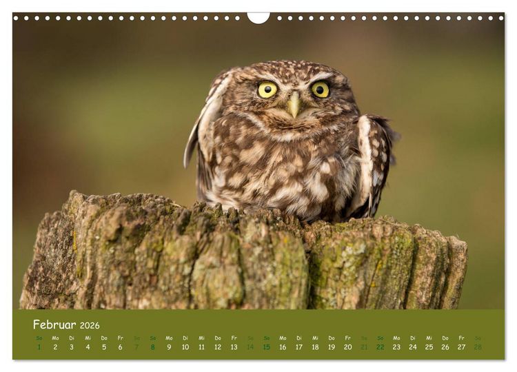 Produktbild: Steink&auml;uze (Athene noctua) (Wandkalender 2026 DIN A3 quer), CALVENDO Monatskalender