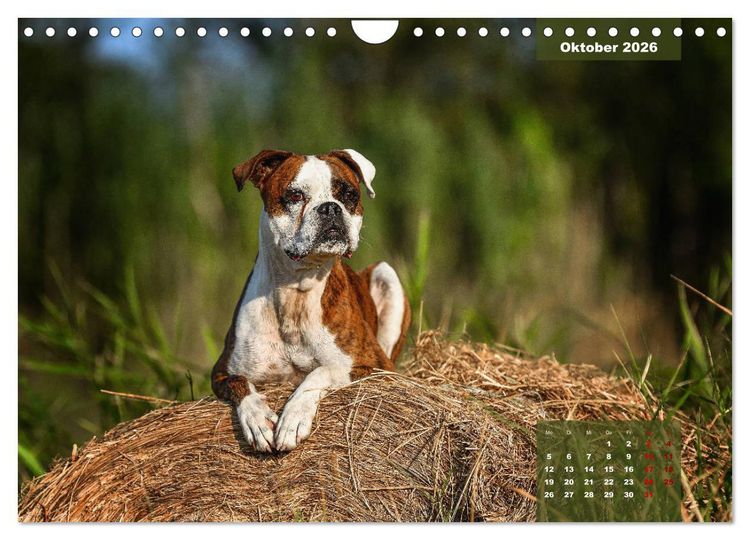 Produktbild: Boxer Frech und fr&ouml;hlich durch das Jahr (Wandkalender 2026 DIN A4 quer), CALVENDO Monatskalender