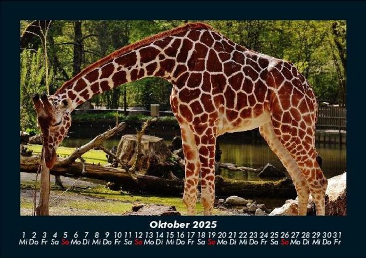 Produktbild: Giraffen 2025 Fotokalender DIN A5