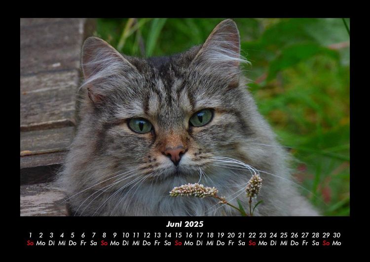 Produktbild: F&uuml;r Katzenfreunde 2025 Fotokalender DIN A3
