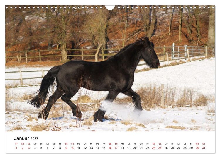 Produktbild: Friesen - Kraft und Eleganz (Wandkalender 2027 DIN A3 quer), CALVENDO Monatskalender