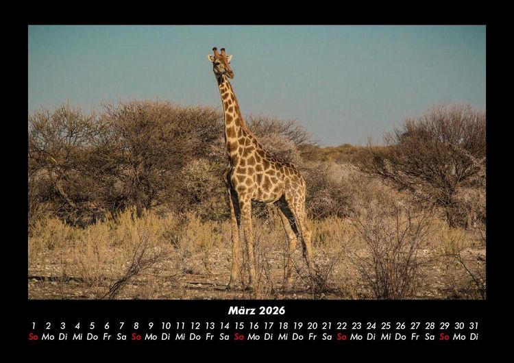 Produktbild: Giraffen 2026 Fotokalender DIN A3