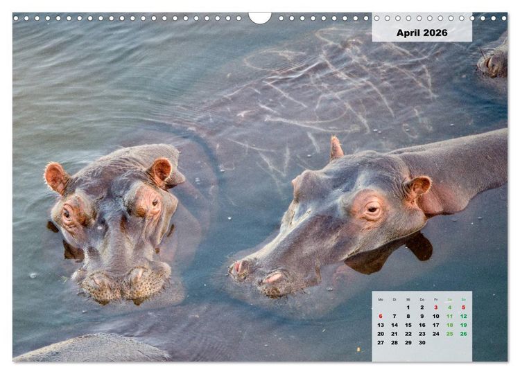 Produktbild: Nilpferde, Kolosse im Wasser (Wandkalender 2026 DIN A3 quer), CALVENDO Monatskalender