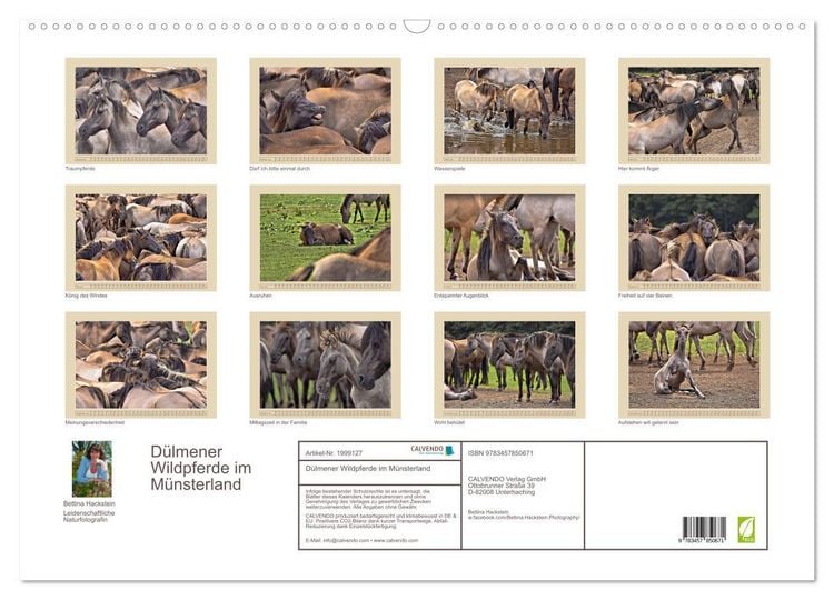 Produktbild: D&uuml;lmener Wildpferde im M&uuml;nsterland (Wandkalender 2026 DIN A2 quer), CALVENDO Monatskalender