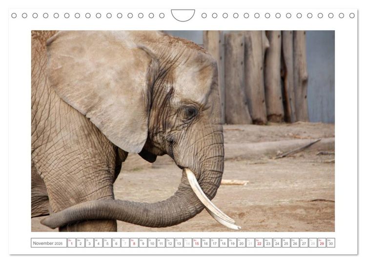 Produktbild: Tiere im Zoo (Wandkalender 2026 DIN A4 quer), CALVENDO Monatskalender