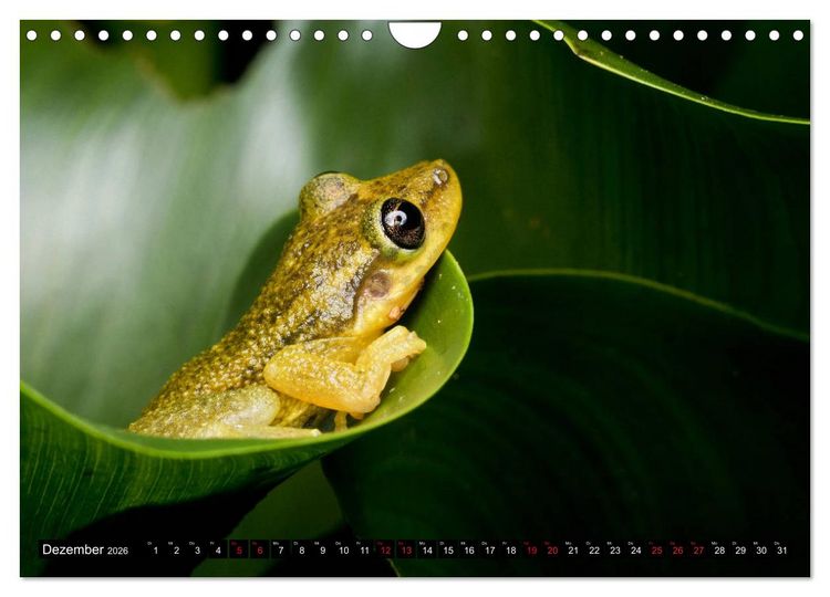 Produktbild: Ecuadors Fr&ouml;sche (Wandkalender 2026 DIN A4 quer), CALVENDO Monatskalender