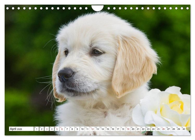 Produktbild: Goldige Herzensbrecher - Golden Retriever Welpen (Wandkalender 2026 DIN A4 quer), CALVENDO Monatskalender