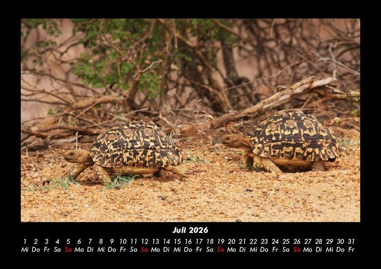 Produktbild: Schildkr&ouml;tenzauber 2026 Fotokalender DIN A3