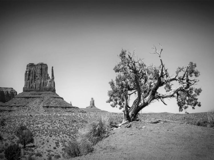 Produktbild: CALVENDO Puzzle MONUMENT VALLEY West Mitten Butte und Baum | 1000 Teile Lege-Gr&ouml;&szlig;e 64x48cm Foto-Puzzle f&uuml;r gl&uuml;ckliche Stunden
