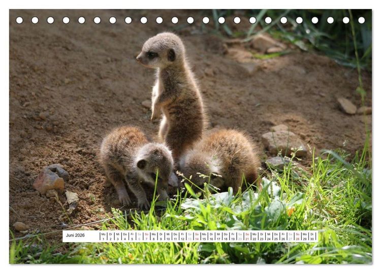 Produktbild: Erdm&auml;nnchen - Die Kobolde im Tierreich (Tischkalender 2026 DIN A5 quer), CALVENDO Monatskalender