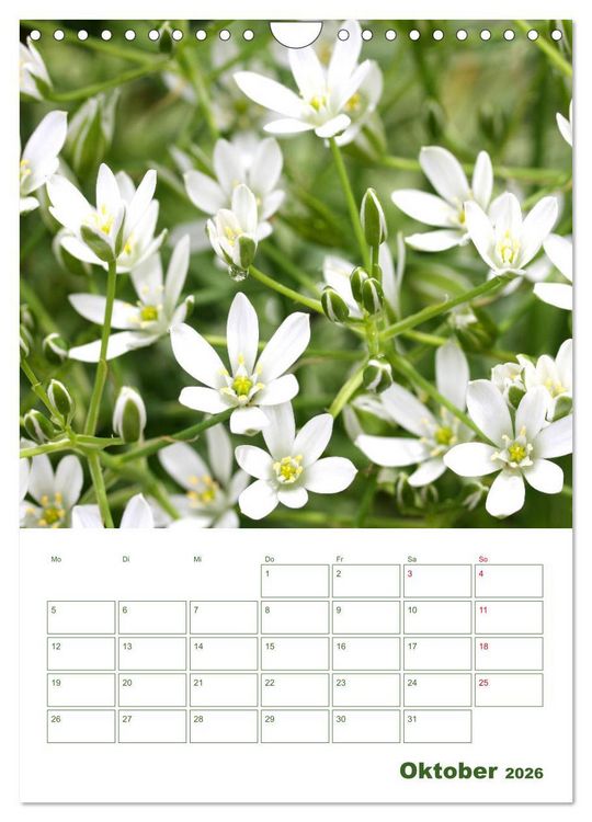 Produktbild: Wei&szlig;e Bl&uuml;ten im Gr&uuml;nen (Wandkalender 2026 DIN A4 hoch), CALVENDO Monatskalender