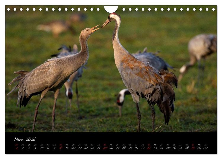 Produktbild: Kraniche - V&ouml;gel des Gl&uuml;cks (Wandkalender 2026 DIN A4 quer), CALVENDO Monatskalender