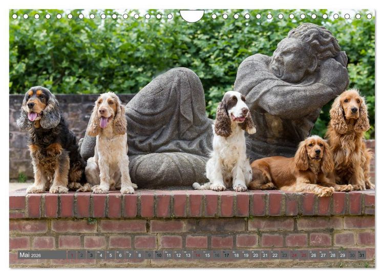 Produktbild: English Cocker Spaniels - Ein Spaziergang im Park (Wandkalender 2026 DIN A4 quer), CALVENDO Monatskalender