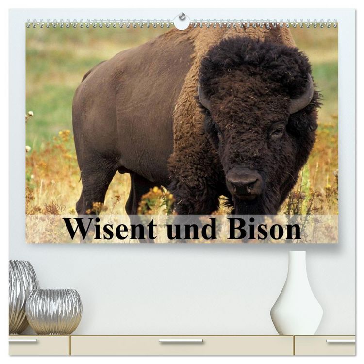 Produktbild: Wisent und Bison (hochwertiger Premium Wandkalender 2026 DIN A2 quer), Kunstdruck in Hochglanz