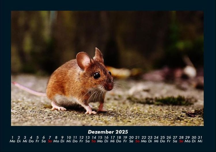 Produktbild: Der Tierkalender 2025 Fotokalender DIN A4