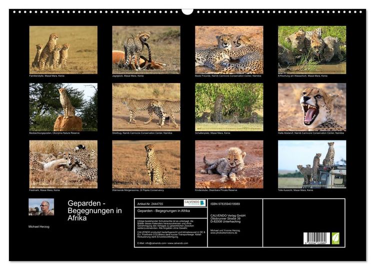Produktbild: Geparden - Begegnungen in Afrika (Wandkalender 2027 DIN A2 quer), CALVENDO Monatskalender