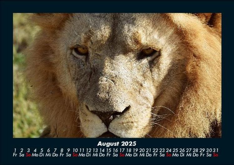 Produktbild: L&ouml;wen in der Wildnis 2025 Fotokalender DIN A5