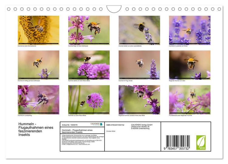 Produktbild: Hummeln - Flugaufnahmen eines faszinierenden Insekts (Wandkalender 2026 DIN A4 quer), CALVENDO Monatskalender