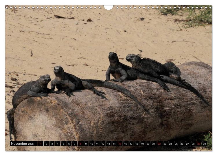 Produktbild: Galapagos Archipel- Faszination Tierwelt (Wandkalender 2026 DIN A3 quer), CALVENDO Monatskalender
