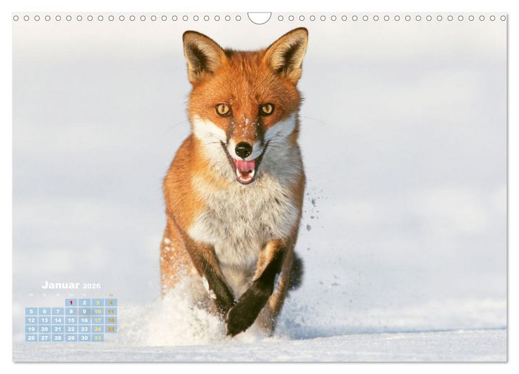 Produktbild: Der Fuchs: Kluger J&auml;ger (Wandkalender 2026 DIN A3 quer), CALVENDO Monatskalender