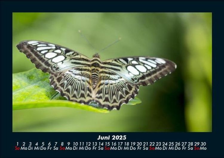 Produktbild: Welt der Tiere 2025 Fotokalender DIN A5