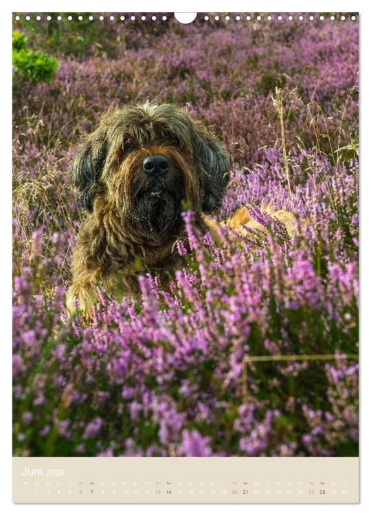 Produktbild: Briard-Gesichter (Wandkalender 2026 DIN A3 hoch), CALVENDO Monatskalender