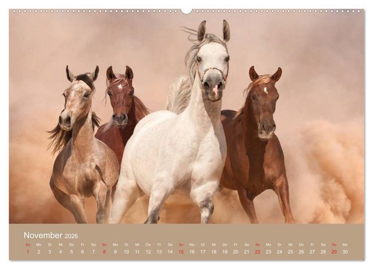 Produktbild: Pferde &bull; Araber im W&uuml;stensand (Wandkalender 2026 DIN A2 quer), CALVENDO Monatskalender