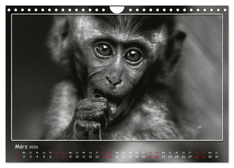 Produktbild: Tieren ins Gesicht geschaut (Wandkalender 2026 DIN A4 quer), CALVENDO Monatskalender