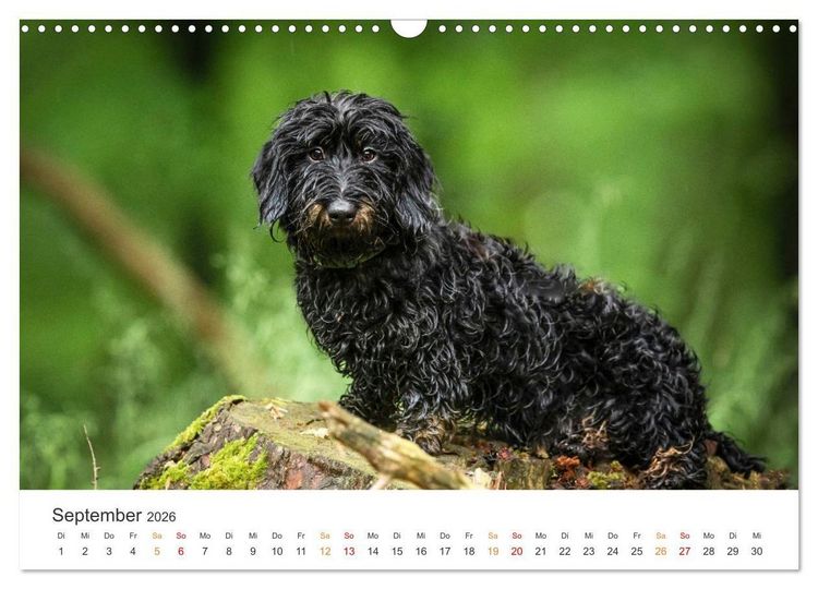 Produktbild: Treue Jagdgef&auml;hrten - Jagdhunderassen im Portrait (Wandkalender 2026 DIN A3 quer), CALVENDO Monatskalender