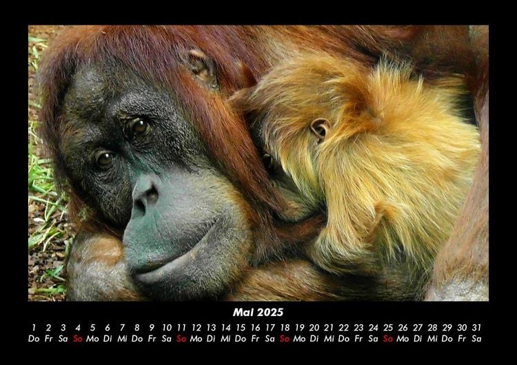 Produktbild: Zoobewohner 2025 Fotokalender DIN A3