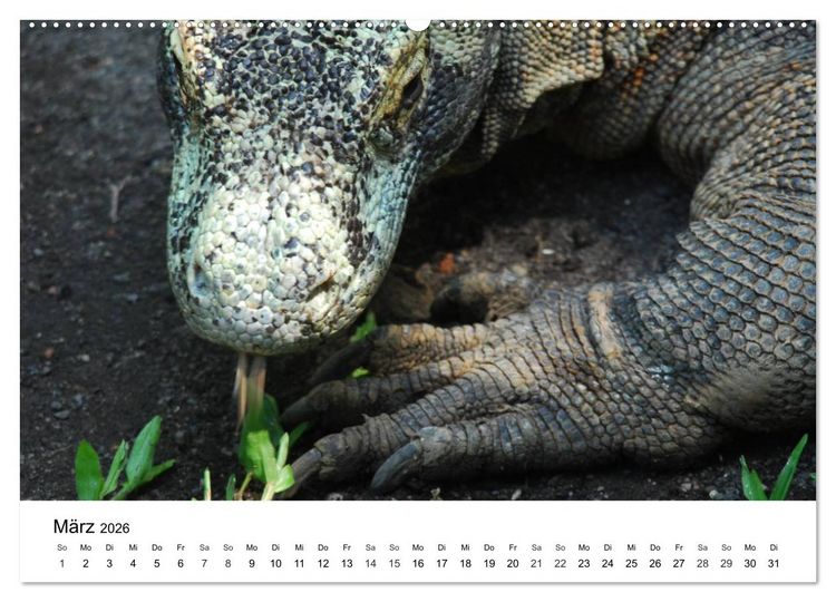 Produktbild: Faszination - Echsen (Wandkalender 2026 DIN A2 quer), CALVENDO Monatskalender