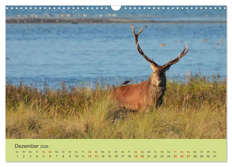 Produktbild: K&uuml;sten Hirsche - Rotwild auf dem Dar&szlig; (Wandkalender 2026 DIN A3 quer), CALVENDO Monatskalender