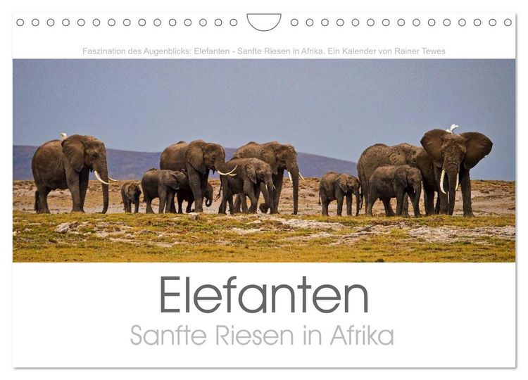 Produktbild: Elefanten - Sanfte Riesen in Afrika (Wandkalender 2026 DIN A4 quer), CALVENDO Monatskalender