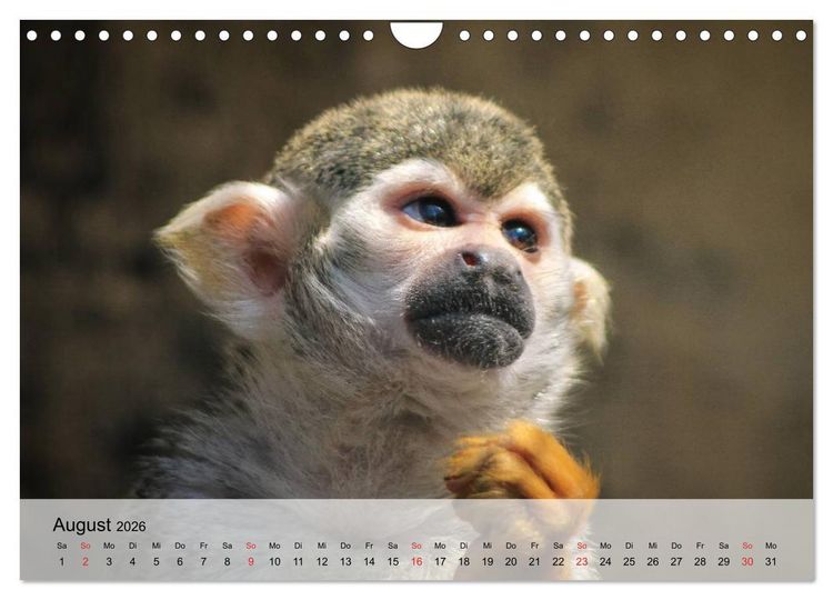 Produktbild: Faszination Affen. Kobolde zum Verlieben (Wandkalender 2026 DIN A4 quer), CALVENDO Monatskalender