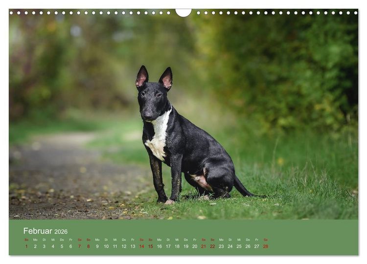 Produktbild: Fantastische Bullterrier - Sieger im Herzen (Wandkalender 2026 DIN A3 quer), CALVENDO Monatskalender